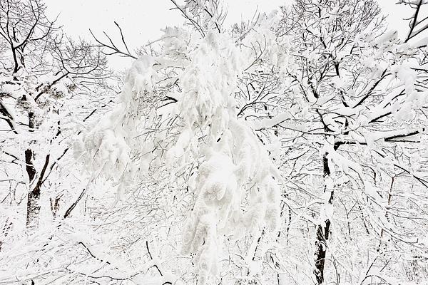 Snowball Chalet's new natural snow sculpture