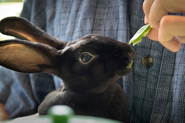 Rabbit being fed