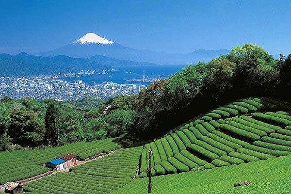 Rice paddies and Mount Fuji in the distance