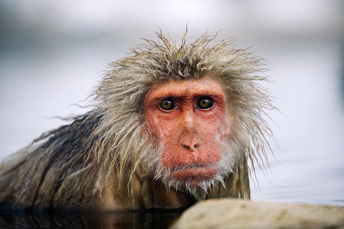 Snow Monkey in the soaking in the onsen 